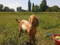 Keçi, Nubian Goat — foto 1