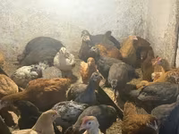 Guinea fowl — 2-сурет