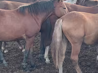 فرس, Horse breed — الصورة 5