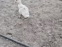 Domestic Muscovy — φωτογραφία 8