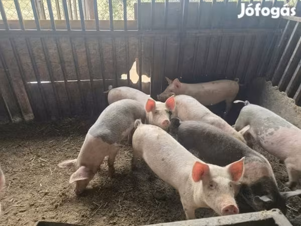Kanec, Prasata