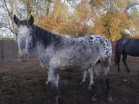 Iapă, Appaloosa — foto 2