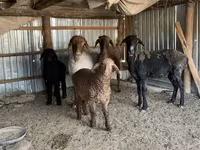 گوسفند (گروه، جنسیت مشخص نشده), Kazakh fat-tailed coarsewool sheep — عکس 2