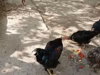 Chickens — รูปภาพ 6