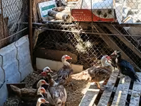 Ducks — foto 1