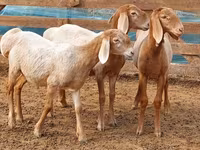 मेढ़ा, Arashan sheep — फ़ोटो 1