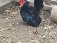 Chickens — Foto 4