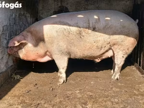 Verro, Cerdos
