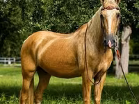 घोड़ा, Quarter Horse — फ़ोटो 4