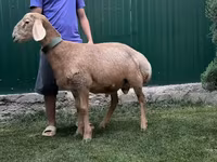 Widder, Arashan sheep — Foto 3