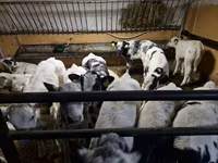 Sığır (parti, cinsiyet belirtilmedi), Russian Black pied cattle — foto 1