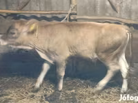 گاو نر, Swiss cattle — عکس 3