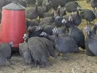 Guinea fowl — sawirka 4