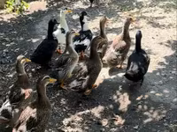 Ducks — fotografija 1