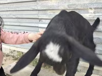 Ziege, Alpine goat — Foto 6