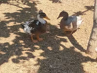 Ducks — foto 2