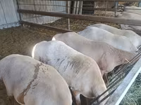 Schaf, Arashan sheep — Foto 5