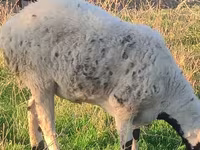 Хуц, Arashan sheep — 3 зураг