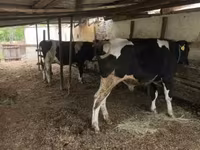Stier, Russian Black pied cattle — foto 3