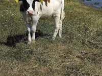 Tyre, Russian Black pied cattle — foto 5