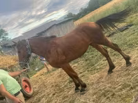 Kůň, Koně — foto 6