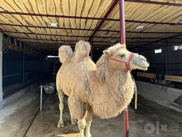Cammello, Cammelli