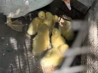 Ducks — ፎቶ 3