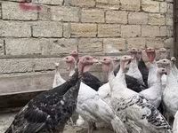 Turkeys — foto 1
