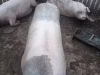 Schweine (Partie, Geschlecht nicht angegeben), Крупная белая — Foto 2