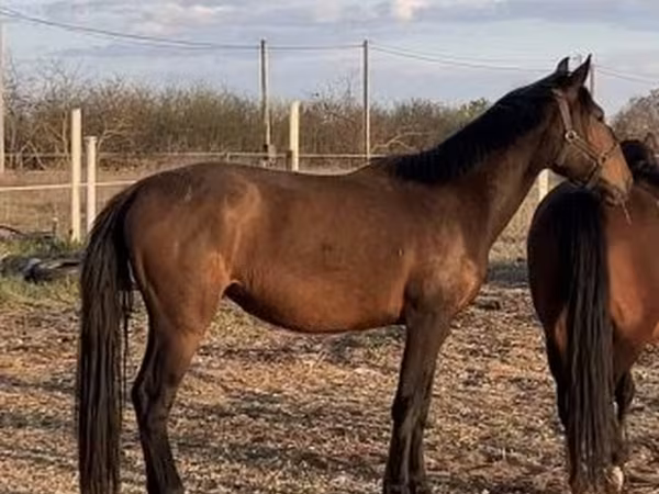 Cavalla, Nonius horse