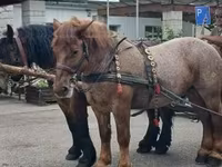 Klisna, Percheron — foto 6