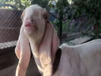 แพะตัวผู้, Kamori goats — รูปภาพ 3
