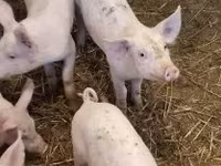 Babi betina, Pigs — foto 5