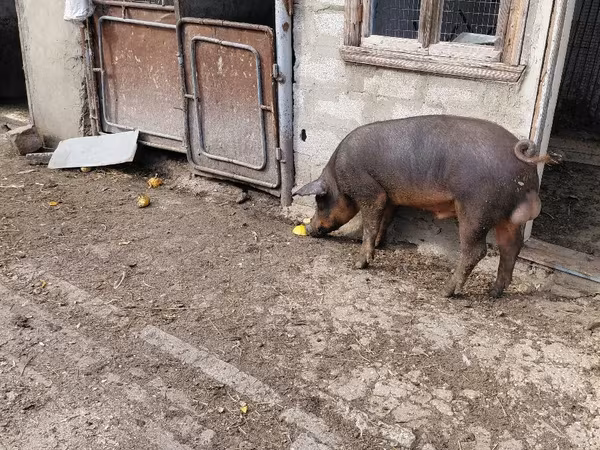 Kanec, Prasata