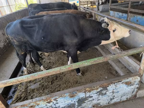 گاو نر, Swiss cattle