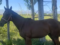 Kobyła, Arabian horse — zdjęcie 8