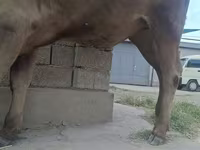 Lembu jantan, Cattle — foto 4