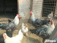 کوچین — عکس 1