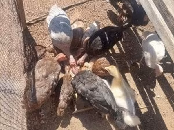 Turkeys — Hungary