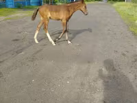 Kuda betina, Horses — foto 2