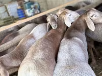 Biri-biri (lot, jantina tidak dinyatakan), Arashan sheep — foto 1