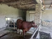 سانڈ, Red Estonian cattle — تصویر 2
