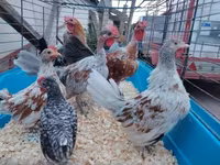 Chickens — photo 1