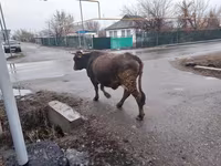 Krava, Skot — foto 3