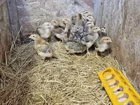 Chickens — الصورة 2