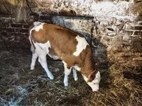 Vacă, Bovine — foto 1