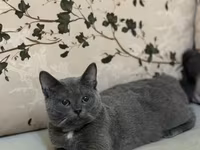 Yalnız cins pişik lazımdır — foto 4