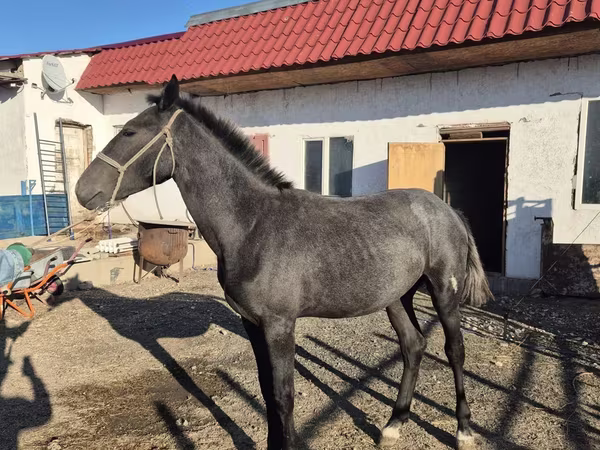 Kůň, Thoroughbred horse