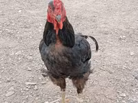 Chickens — foto 1