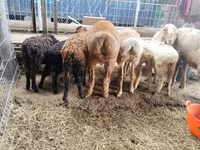 میش, Hissar sheep — عکس 1